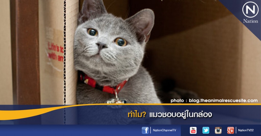 ทำไม? แมวชอบอยู่ในกล่อง ทำไม? แมวชอบอยู่ในกล่อง