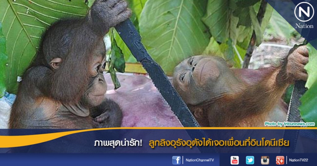 ภาพสุดน่ารัก ! ลูกลิงอุรังอุตังได้เจอเพื่อนที่อินโดนีเซีย ภาพสุดน่ารัก ! ลูกลิงอุรังอุตังได้เจอเพื่อนที่อินโดนีเซีย
