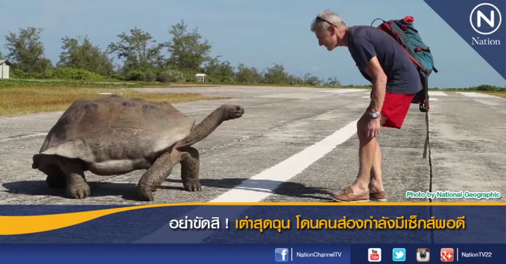 อย่าขัดสิ ! เต่าสุดฉุน โดนคนส่องกำลังมีเซ็กส์พอดี อย่าขัดสิ ! เต่าสุดฉุน โดนคนส่องกำลังมีเซ็กส์พอดี