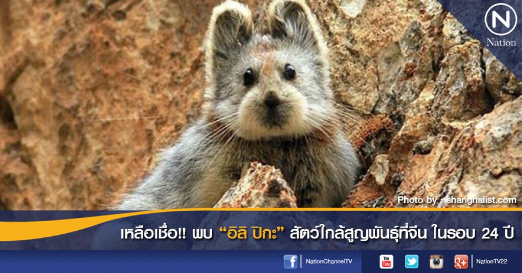 พบ "อิลิ ปิกะ" สัตว์ใกล้สูญพันธุ์ที่จีนในรอบ 24 ปี พบ "อิลิ ปิกะ" สัตว์ใกล้สูญพันธุ์ที่จีนในรอบ 24 ปี