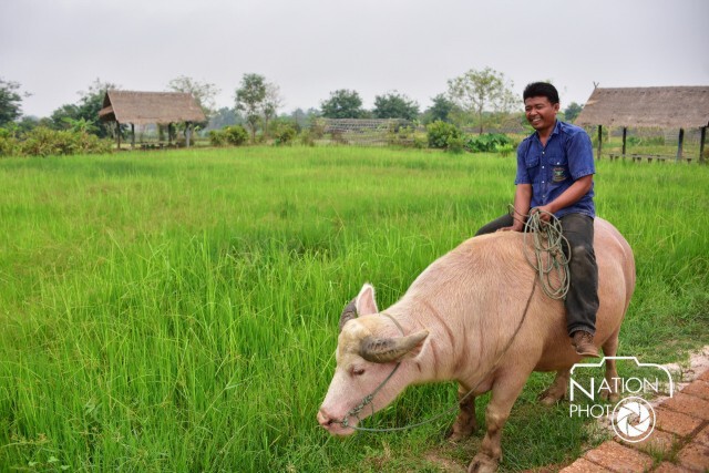 'โรงเรียนกาสรกสิวิทย์' ศูนย์การอบรมกระบือในการทำนา ทำการเกษตร