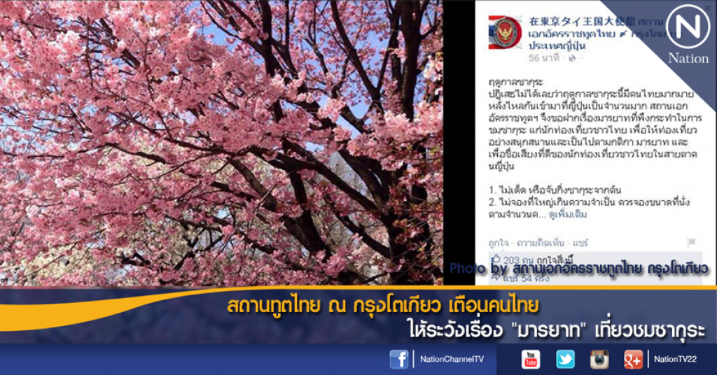 สถานทูตไทย ณ กรุงโตเกียว เตือนคนไทยให้ระวังเรื่อง"มารยาท"เที่ยวชมซากุระ