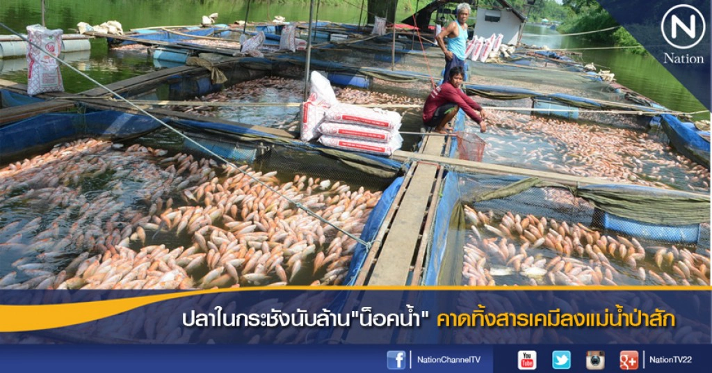 ปลาในกระชังนับล้าน"น็อคน้ำ" คาดทิ้งสารเคมีลงแม่น้ำป่าสัก