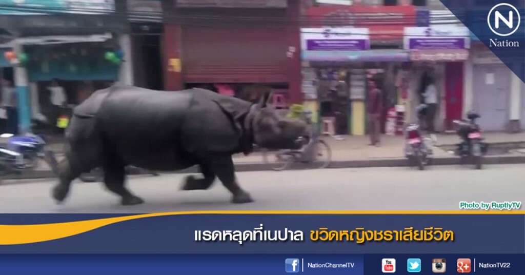 แรดหลุดที่เนปาล ขวิดหญิงชราเสียชีวิต