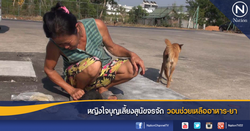 หญิงใจบุญเลี้ยงสุนัขจรจัด วอนช่วยเหลืออาหาร-ยา หญิงใจบุญเลี้ยงสุนัขจรจัด วอนช่วยเหลืออาหาร-ยา