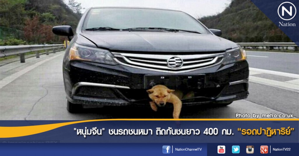 "หนุ่มจีน" ขับรถชนหมา ติดกันชนยาว 400 กม. "รอดปาฏิหาริย์"
