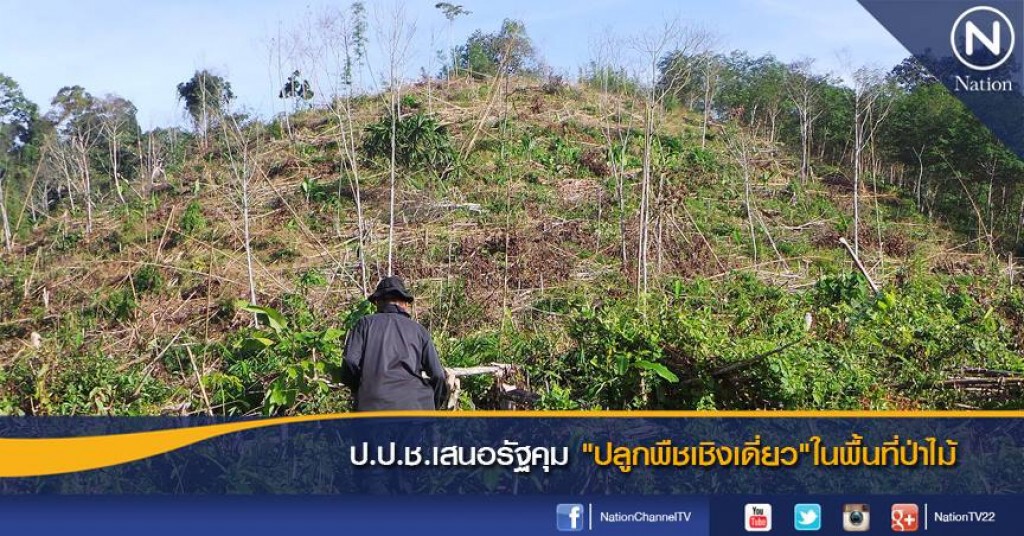 ป.ป.ช.เสนอรัฐคุม"ปลูกพืชเชิงเดี่ยว"ในพื้นที่ป่าไม้