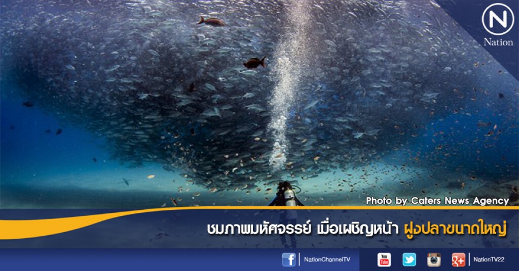 ชมภาพมหัศจรรย์ เมื่อเผชิญหน้าฝูงปลาขนาดใหญ่
