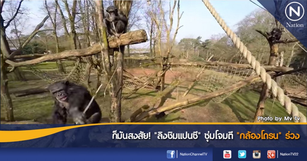 ก็มันสงสัย! "ลิงชิมแปนซี" ซุ่มโจมตี "กล้องโดรน" ร่วง