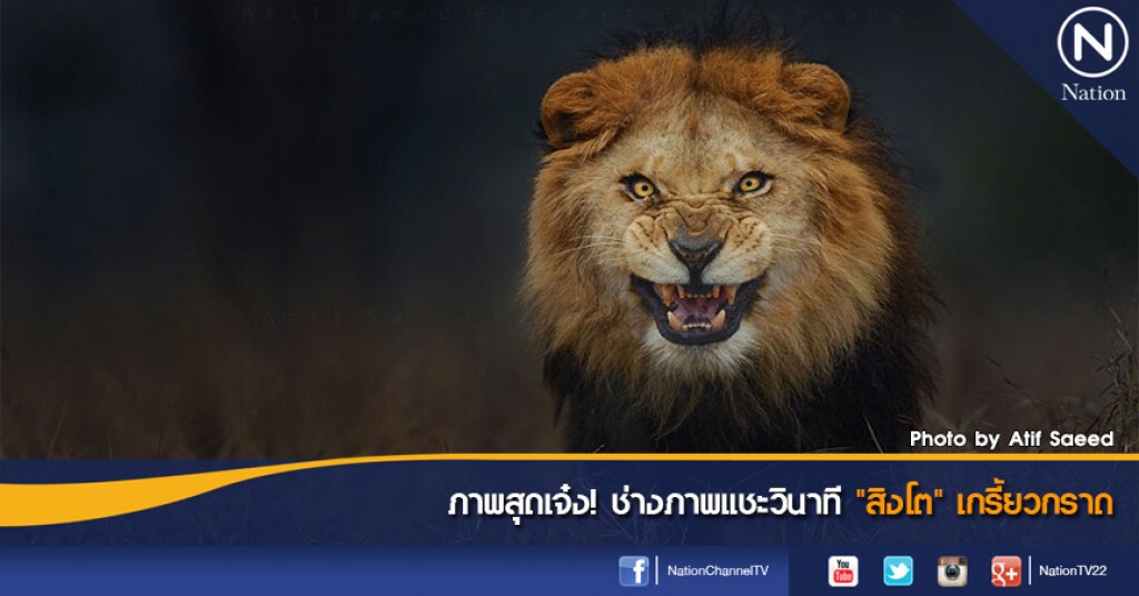 ภาพสุดเจ๋ง! ช่างภาพแชะวินาที "สิงโต" เกรี้ยวกราด ภาพสุดเจ๋ง! ช่างภาพแชะวินาที "สิงโต" เกรี้ยวกราด