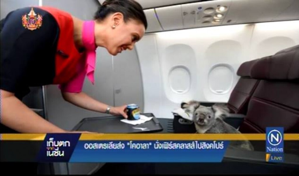 ออสเตรเลียส่ง"โคอาลา"นั่งเฟิร์สคลาสส์ไปสิงคโปร์ ออสเตรเลียส่ง"โคอาลา"นั่งเฟิร์สคลาสส์ไปสิงคโปร์