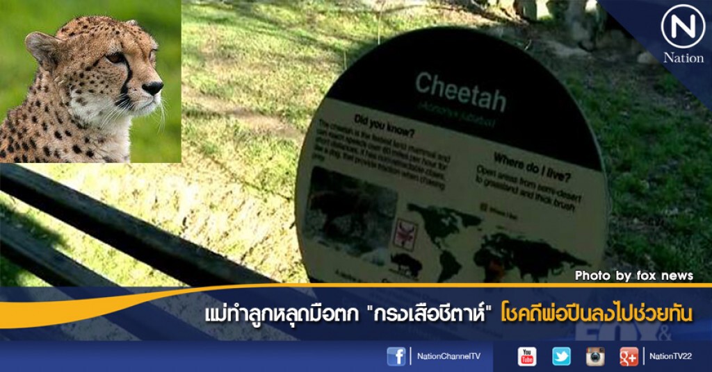 แม่ทำลูกหลุดมือตก "กรงเสือชีตาห์" โชคดีพ่อปีนลงไปช่วยทัน แม่ทำลูกหลุดมือตก "กรงเสือชีตาห์" โชคดีพ่อปีนลงไปช่วยทัน