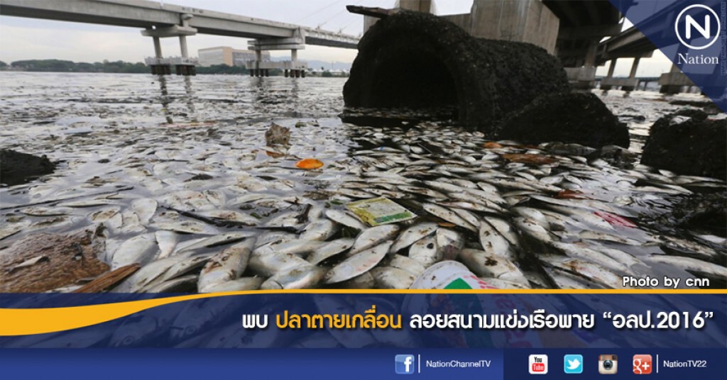 พบปลาตายเกลื่อน ลอยสนามแข่งเรือพาย "อลป.2016"