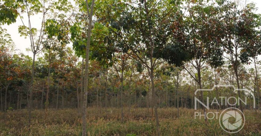 บึงกาฬ - ราคายางตกต่ำชาวสวนเครียดผูกคอตาย 2 รายซ้อน