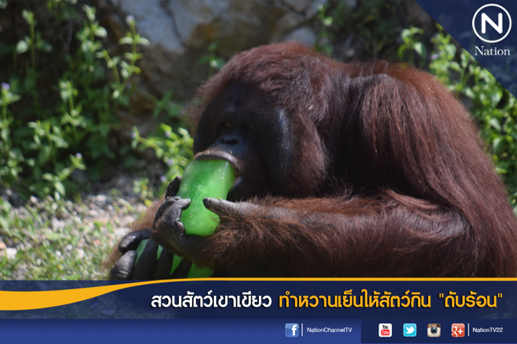 สวนสัตว์เขาเขียว ทำหวานเย็นให้สัตว์กิน "ดับร้อน"