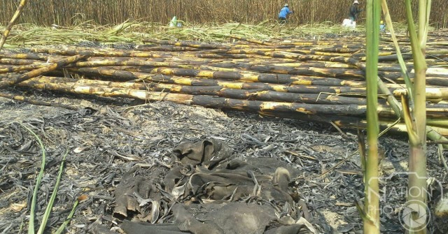 ชัยภูมิเอาจริง ขึ้นทะเบียนโซนห้ามเผาทุ่งข้าวโพด