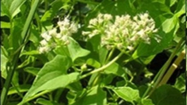 'ขี้ไก่ย่าน' แก้โรคหิด