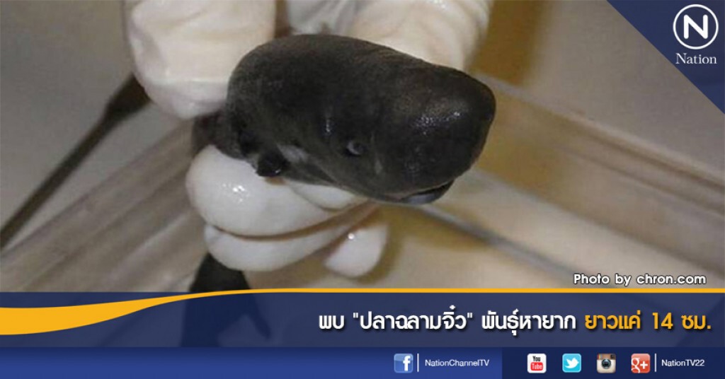 พบ "ปลาฉลามจิ๋ว" พันธุ์หายาก ยาวแค่ 14 ซม. พบ "ปลาฉลามจิ๋ว" พันธุ์หายาก ยาวแค่ 14 ซม.