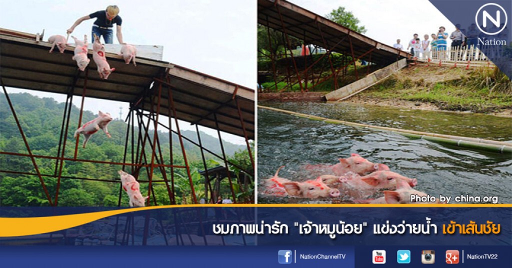 ชมภาพน่ารัก "เจ้าหมูน้อย" แข่งว่ายน้ำเข้าเส้นชัย ชมภาพน่ารัก "เจ้าหมูน้อย" แข่งว่ายน้ำเข้าเส้นชัย