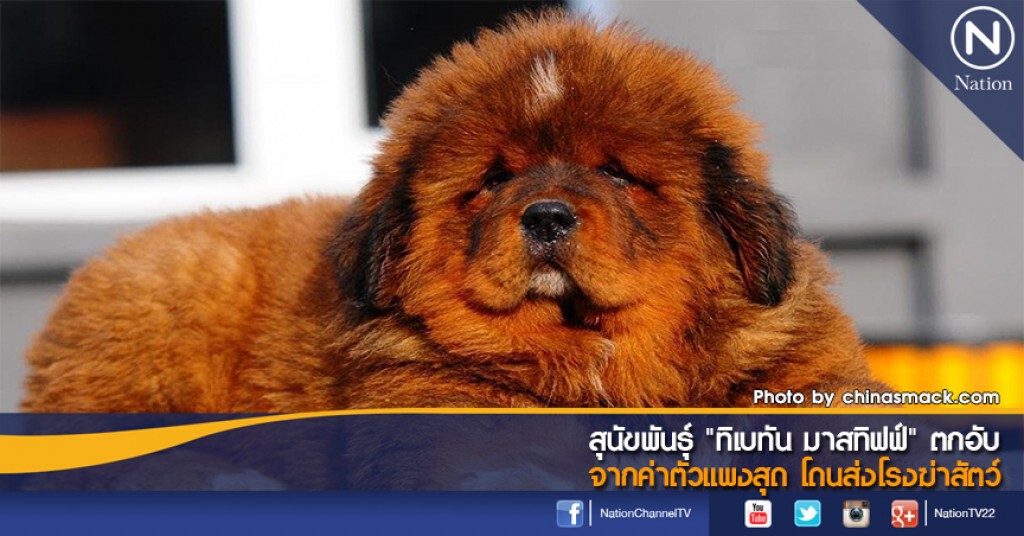 สุนัขพันธุ์ "ทิเบทัน มาสทิฟฟ์" ตกอับจากค่าตัวแพงสุด โดนส่งโรงฆ่าสัตว์