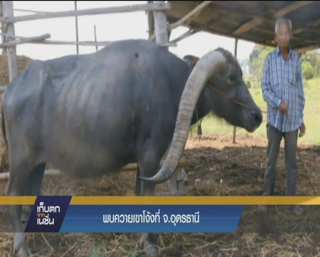 พบควายเข้าโง้งที่ จ.อดุรธานี