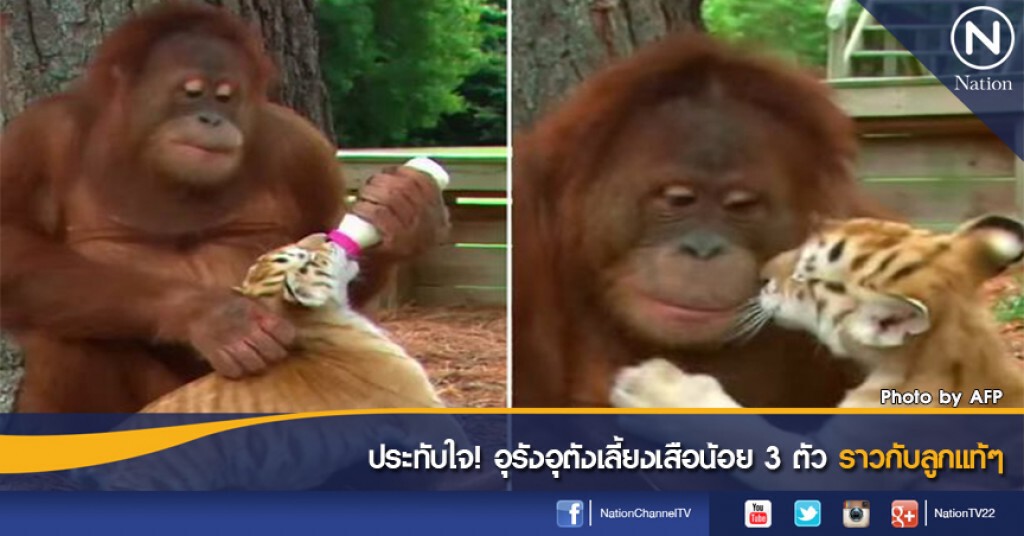 ประทับใจ! อุรังอุตังเลี้ยงเสือน้อย 3 ตัว ราวลูกแท้ๆ ประทับใจ! อุรังอุตังเลี้ยงเสือน้อย 3 ตัว ราวลูกแท้ๆ