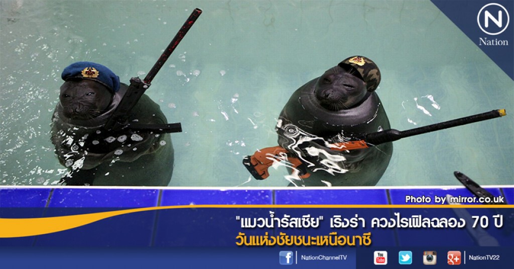 "แมวน้ำรัสเซีย" เริงร่า ควงไรเฟิลฉลอง 70 ปี วันแห่งชัยชนะเหนือนาซี "แมวน้ำรัสเซีย" เริงร่า ควงไรเฟิลฉลอง 70 ปี วันแห่งชัยชนะเหนือนาซี