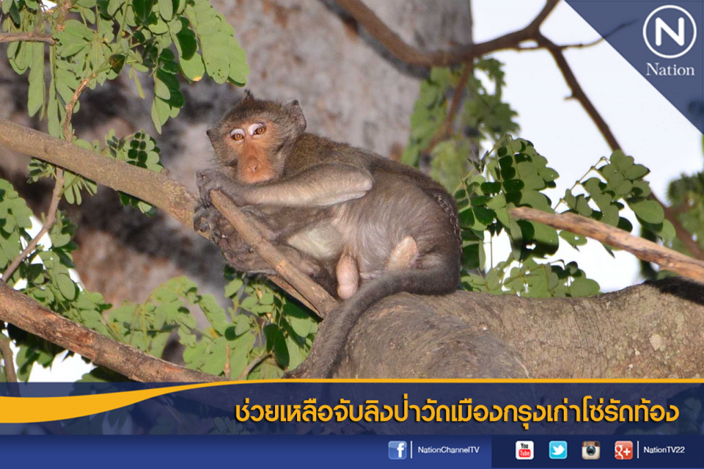 ช่วยเหลือจับลิงป่าวัดเมืองกรุงเก่าโซ่รัดท้อง ช่วยเหลือจับลิงป่าวัดเมืองกรุงเก่าโซ่รัดท้อง