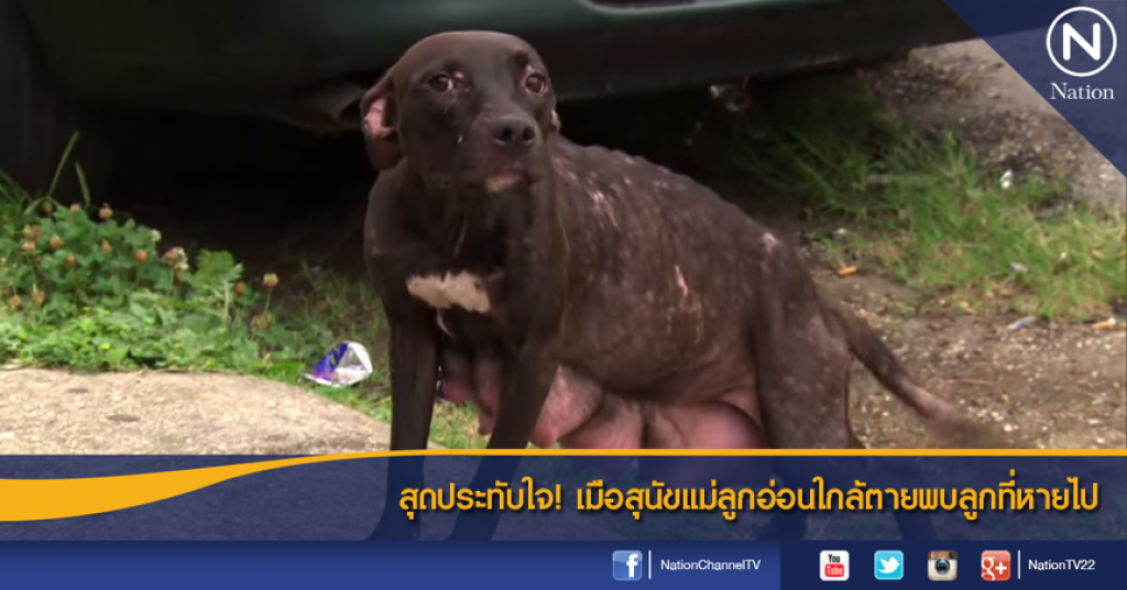 สุดประทับใจ! เมื่อสุนัขแม่ลูกอ่อนใกล้ตายพบลูกที่หายไป