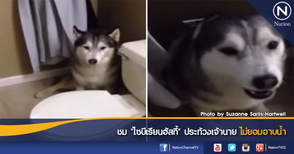 ชม "ไซบีเรียนฮัสกี้" ประท้วงเจ้านาย ไม่ยอมอาบน้ำ ชม "ไซบีเรียนฮัสกี้" ประท้วงเจ้านาย ไม่ยอมอาบน้ำ