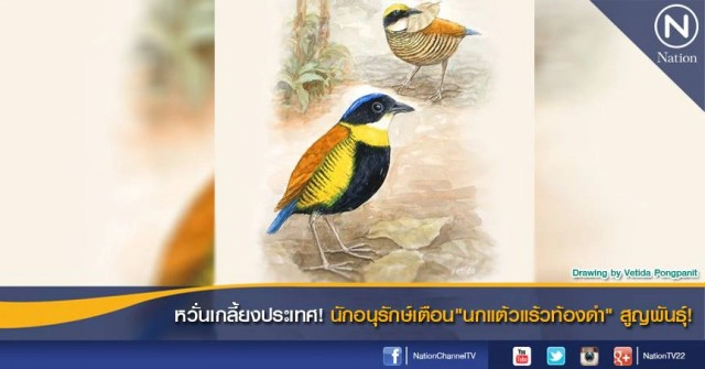 หวั่นเกลี้ยงประเทศ! นักอนุรักษ์เตือน"นกแต้วแร้วท้องดำ"สูญพันธุ์!