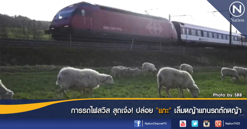 การรถไฟสวิส สุดเจ๋ง! ปล่อย "แกะ" เล็มหญ้าแทนรถตัดหญ้า การรถไฟสวิส สุดเจ๋ง! ปล่อย "แกะ" เล็มหญ้าแทนรถตัดหญ้า