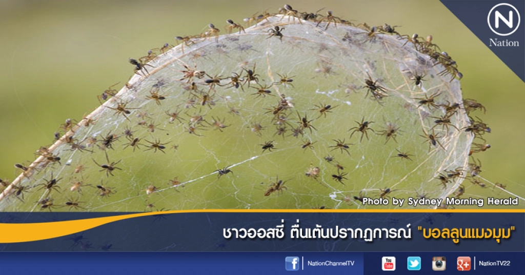 ชาวออสซี่ ตื่นเต้นปรากฏการณ์ "บอลลูนแมงมุม"