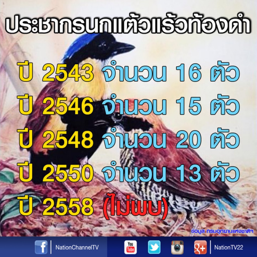 สมาคมอนุรักษ์นกฯ จี้ "ดาว์พงษ์" เร่งฟื้นฟู "แต้วแร้วทองดำ"