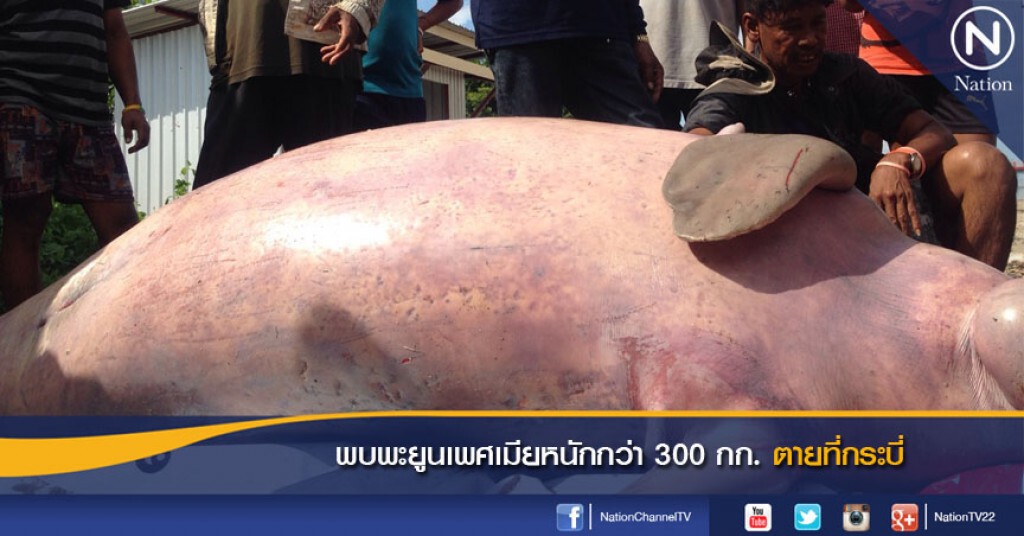 พบพะยูนเพศเมียหนักกว่า 300 กก. ตายที่กระบี่ พบพะยูนเพศเมียหนักกว่า 300 กก. ตายที่กระบี่