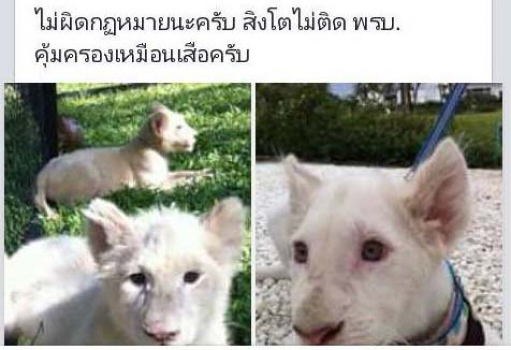ตรวจร้านขายสัตว์ โพสต์ขาย "สิงโตขาว"