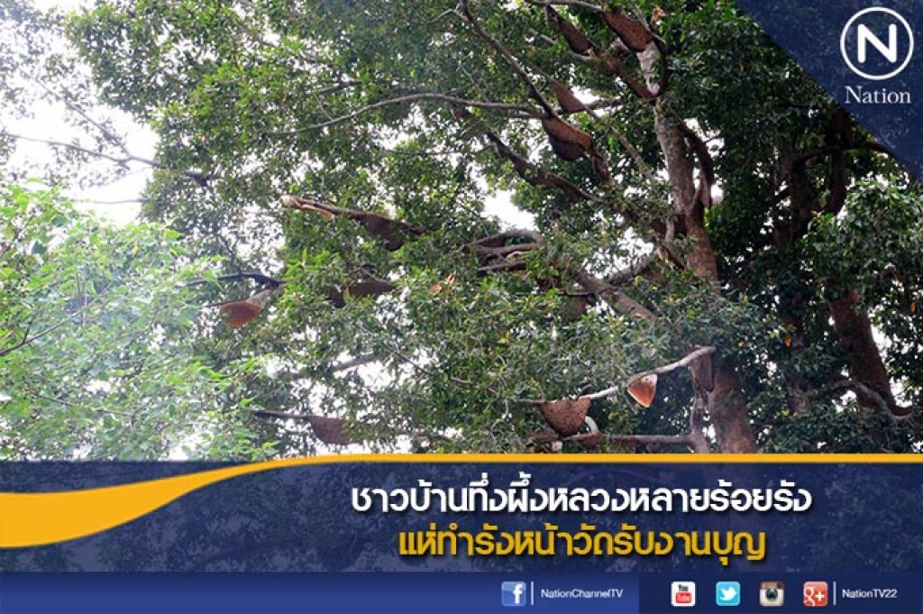 ชาวบ้านทึ่งผึ้งหลวงหลายร้อยรัง แห่ทำรังหน้าวัดรับงานบุญ