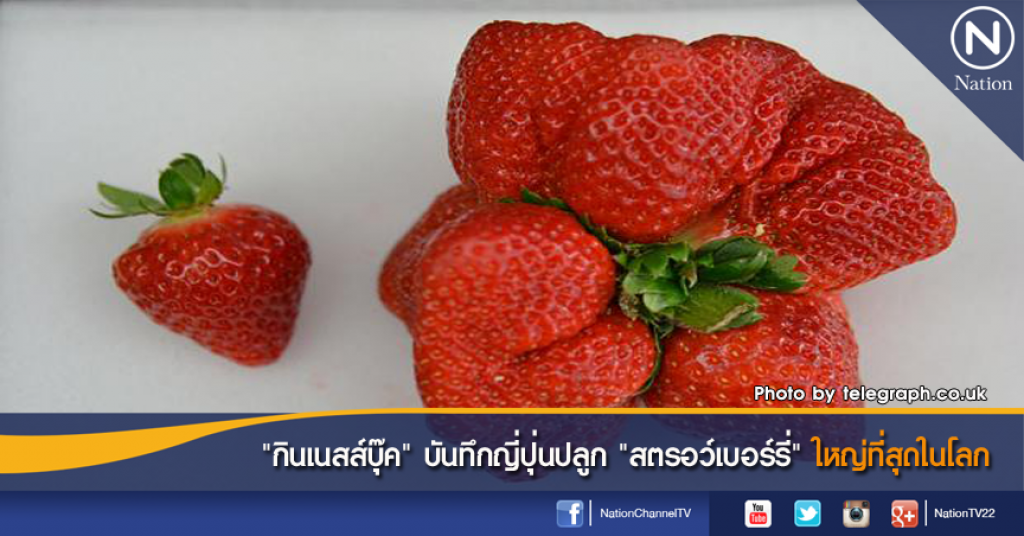 "กินเนสส์บุ๊ค" บันทึกญี่ปุ่นปลูก "สตรอว์เบอร์รี่" ใหญ่ที่สุดในโลก "กินเนสส์บุ๊ค" บันทึกญี่ปุ่นปลูก "สตรอว์เบอร์รี่" ใหญ่ที่สุดในโลก