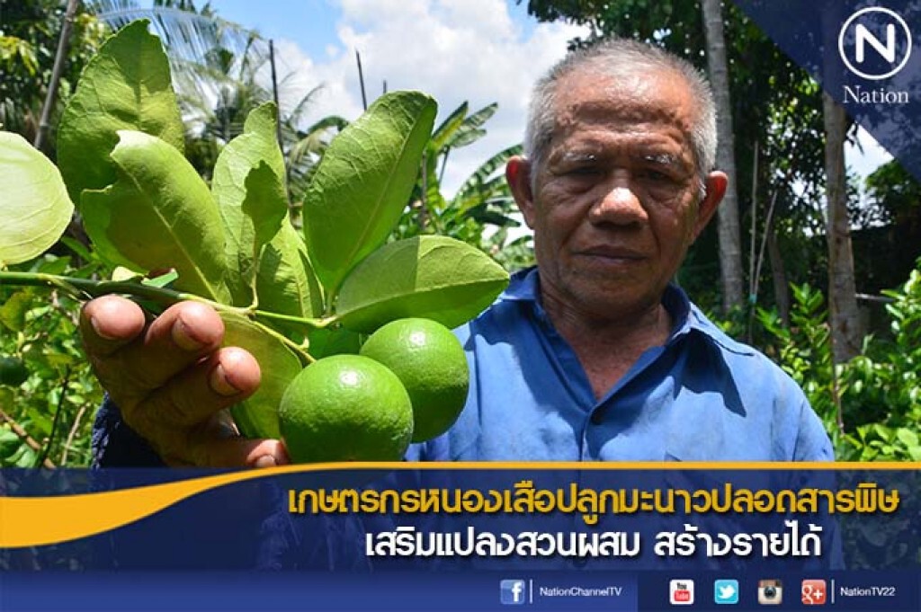 เกษตรกรหนองเสือปลูกมะนาวปลอดสารพิษ เสริมแปลงสวนผสม สร้างรายได้ เกษตรกรหนองเสือปลูกมะนาวปลอดสารพิษ เสริมแปลงสวนผสม สร้างรายได้