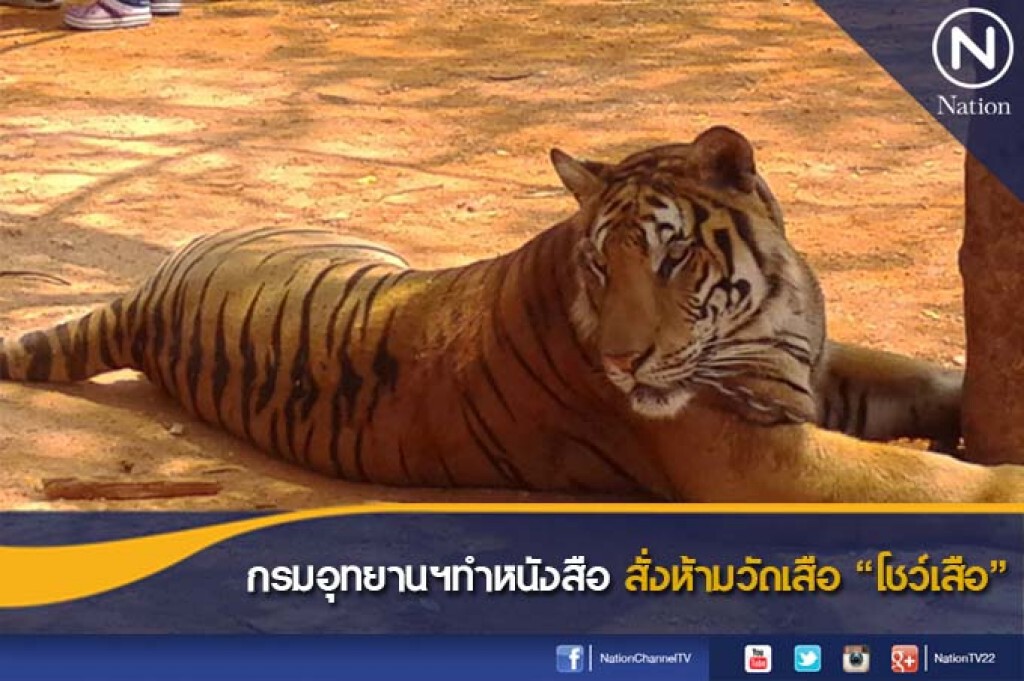 กรมอุทยานฯทำหนังสือ สั่งห้ามวัดเสือ "โชว์เสือ"