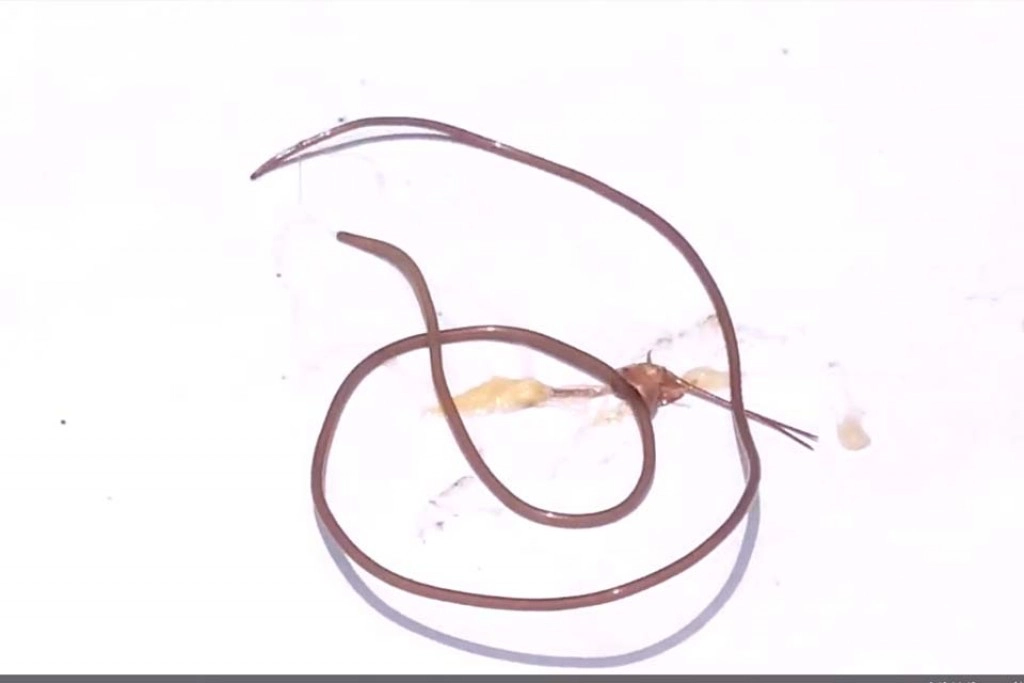 เผยพยาธิขนม้าที่พบในตั๊กแตน ไม่เป็นอันตรายต่อมนุษย์