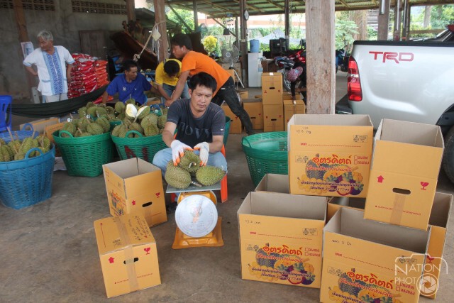 ทุเรียนหลง-หลินลับแล "สุดฮอต"