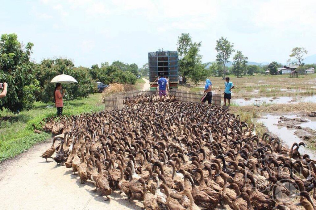 รวบหนุ่มพิจิตรปล่อยเป็ดไล่ทุ่งกลางนาเชียงราย หวั่นหวัดนก
