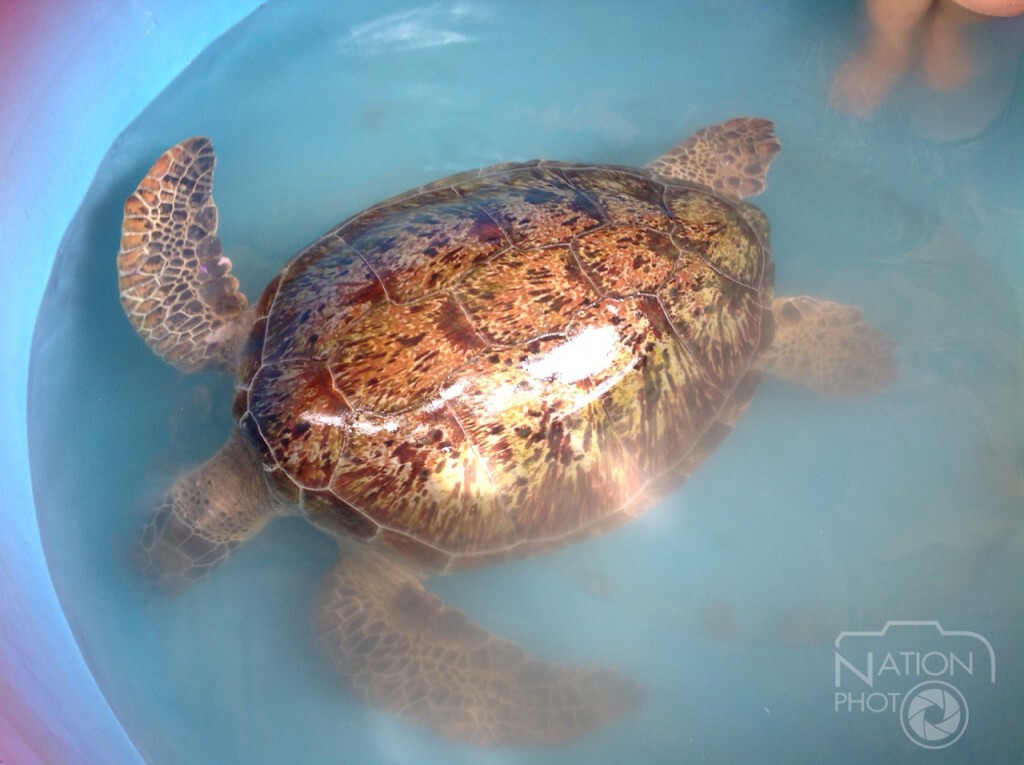 พบเต่าตนุขนาดใหญ่ ถูกคลื่นซัดเกยชายหาดทรายรีที่เกาะเต่า พบเต่าตนุขนาดใหญ่ ถูกคลื่นซัดเกยชายหาดทรายรีที่เกาะเต่า