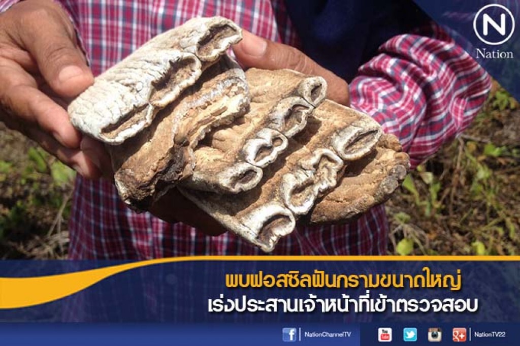พบฟอสซิลฟันกรามขนาดใหญ่ เร่งประสานเจ้าหน้าที่เข้าตรวจสอบ พบฟอสซิลฟันกรามขนาดใหญ่ เร่งประสานเจ้าหน้าที่เข้าตรวจสอบ