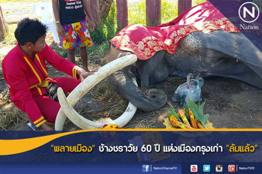 "พลายเมือง" ช้างชราวัย 60 ปี แห่งเมืองกรุงเก่า "ล้มแล้ว" "พลายเมือง" ช้างชราวัย 60 ปี แห่งเมืองกรุงเก่า "ล้มแล้ว"