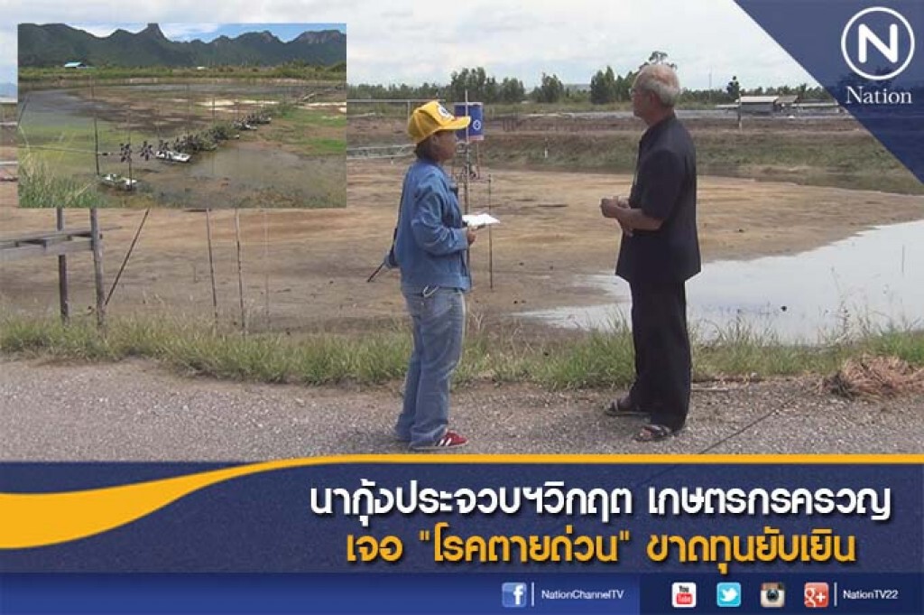 นากุ้งประจวบฯวิกฤต เกษตรกรครวญ เจอ "โรคตายด่วน" ขาดทุนยับเยิน
