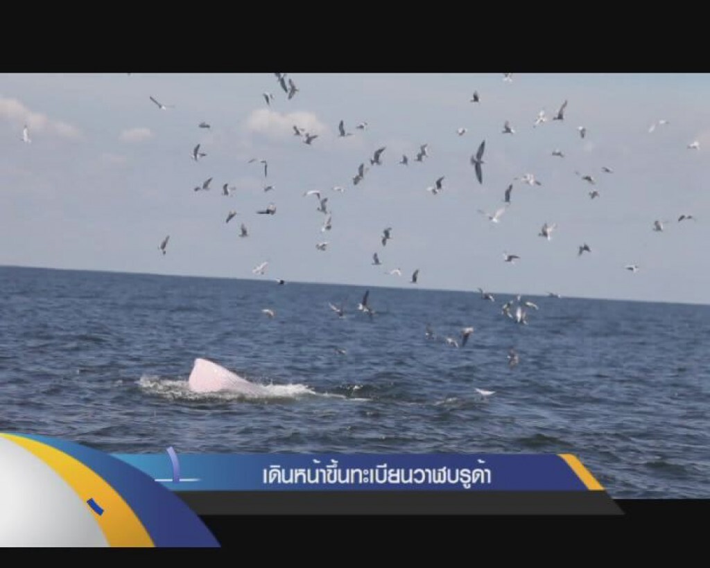 เดินหน้าขึ้นทะเบียนวาฬบรูด้า