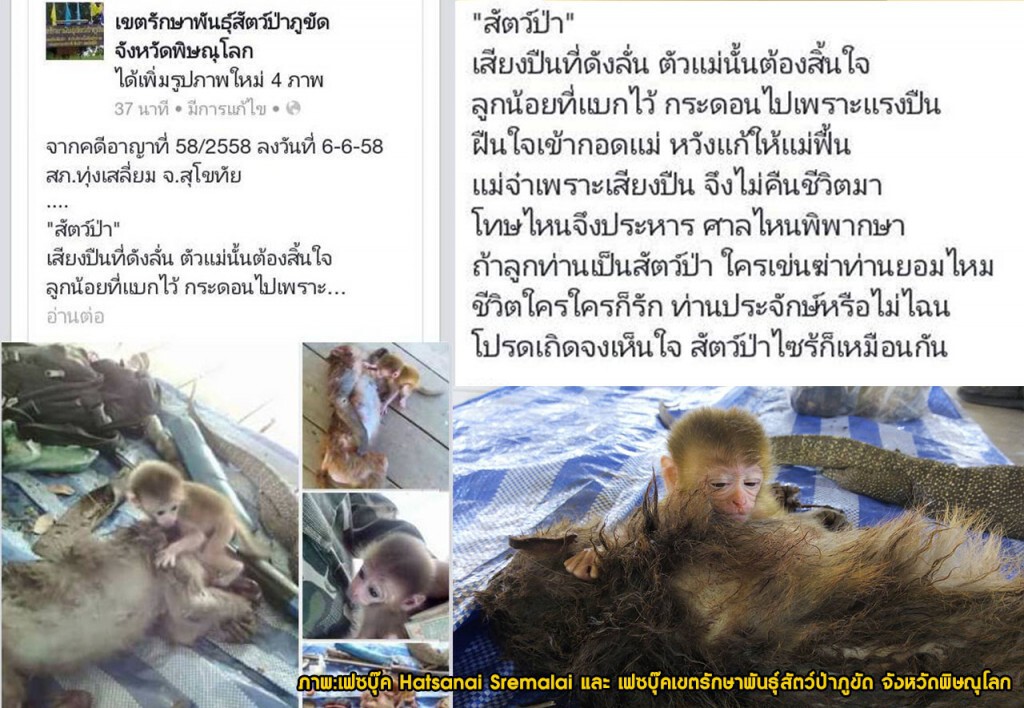 สุดหดหู่..ภาพลูกลิงดูดนมแม่ถูกพรานป่ายิงตาย สุดหดหู่..ภาพลูกลิงดูดนมแม่ถูกพรานป่ายิงตาย