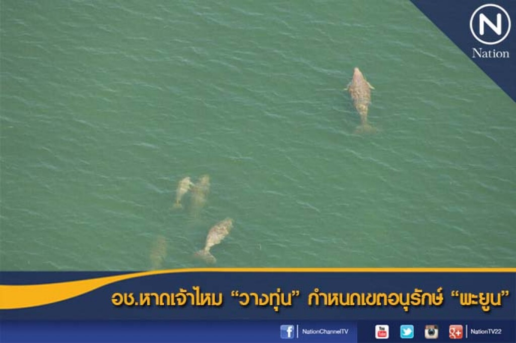 อช.หาดเจ้าไหม "วางทุ่น" กำหนดเขตอนุรักษ์ "พะยูน" อช.หาดเจ้าไหม "วางทุ่น" กำหนดเขตอนุรักษ์ "พะยูน"